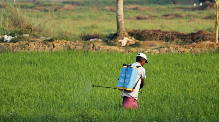 Thiacloprid Ban Incoming? EU’s Strict New Rules Could Shake Up Indian Rice Exports