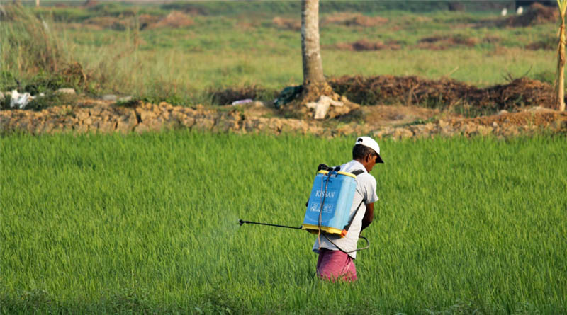 Thiacloprid Ban Incoming? EU’s Strict New Rules Could Shake Up Indian Rice Exports