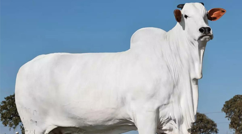 Record-Breaking Indian-Nellore Cow Sells for ₹40 Crore in Brazil!