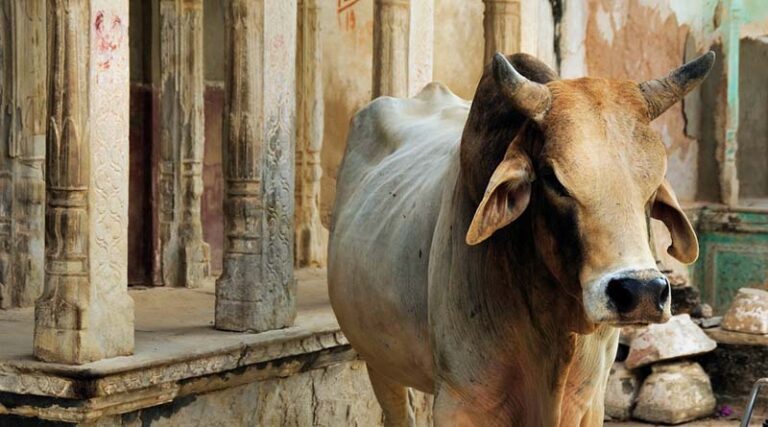 India’s Milk Production Reaches 239.30 Million Tonnes in 2023-24