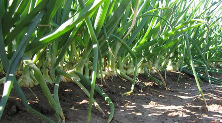 Layers of Success: The Centro Onion Journey