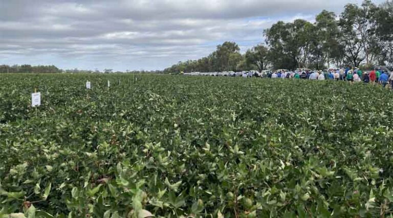 Crop Innovation At Locharba Field Day 2025