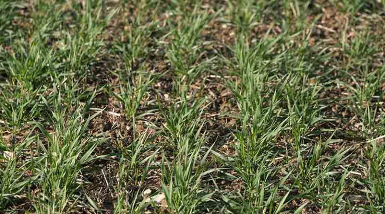 Key Role For Innovation Range