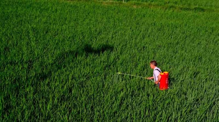 China Approves Chlorantraniliprole for Locust Control-Will the Indian Agrochemical Sector Follow?