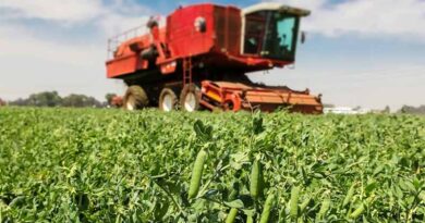 Pulses Set Racing By Biofertilisers