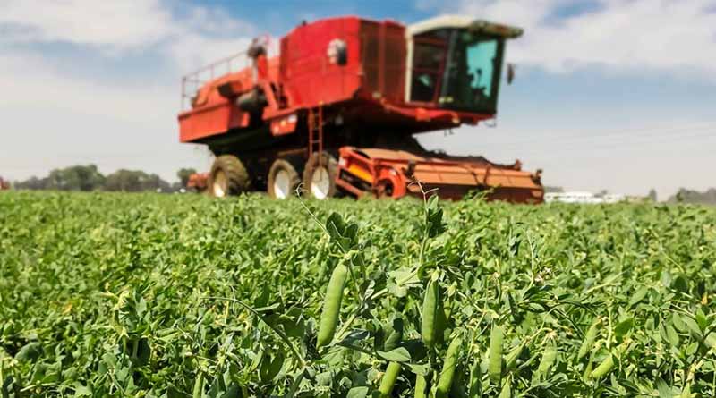 Pulses Set Racing By Biofertilisers