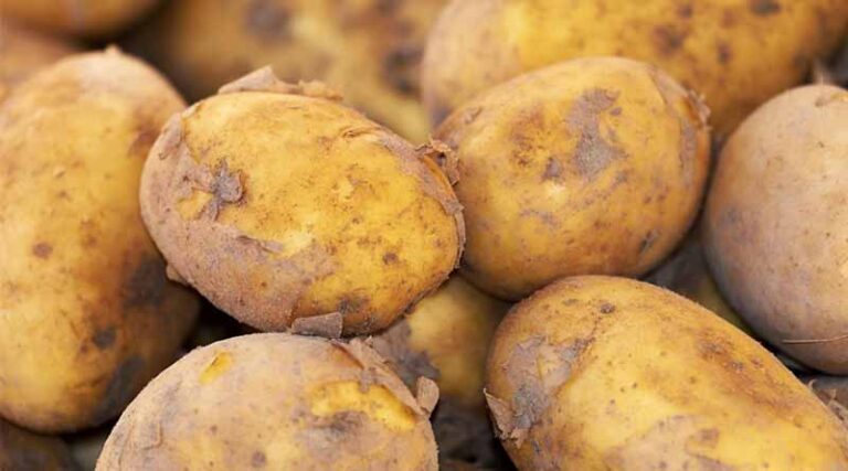 Haryana Expands Bhavantar Bharpai Yojana to Potato Farmers and Increases Village Guard Wages