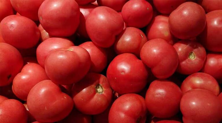 Tomato Farmers in Kurnool Struggle as Prices Plummet