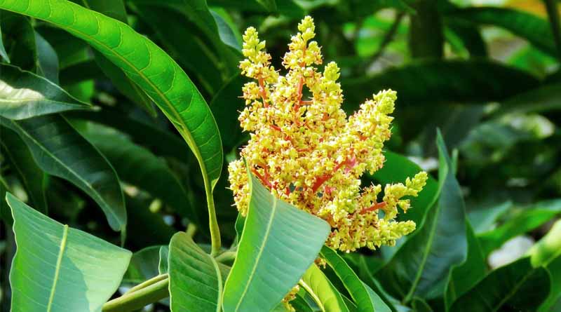 Mango Farmers in Tamil Nadu Anxious as Delayed Flowering Raises Concerns