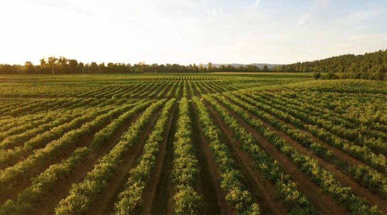 Brazil Imports Record Amount of Fertilizers in 2024