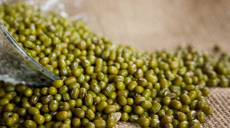 IPM 312-20 (Vashudha): A Resilient Mung Bean Variety for Spring Season in Uttar Pradesh