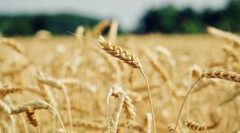 How to Control Termites in Wheat Crop: Expert Tips for Farmers