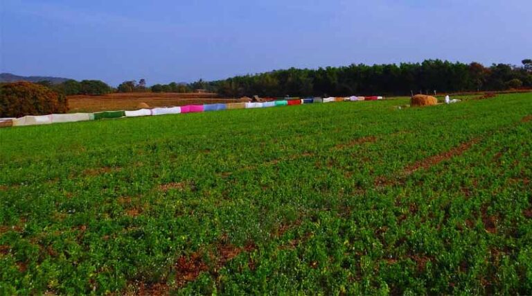Pheromone Traps for Pod Borer Control in Gram Crops