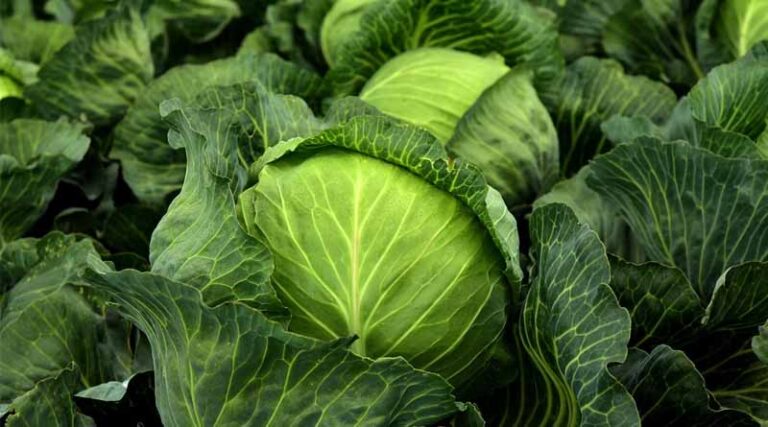 Transplanting Healthy Seedlings for Late Varieties of Cabbage and Cauliflower