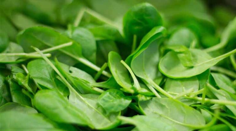 Best Practices for Sowing Spinach, Coriander, and Fenugreek in Current Weather
