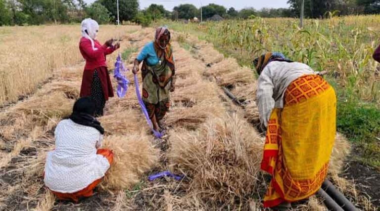 With Science, We Can: Degraded Lands Transform into Productive Farms in Latur, India
