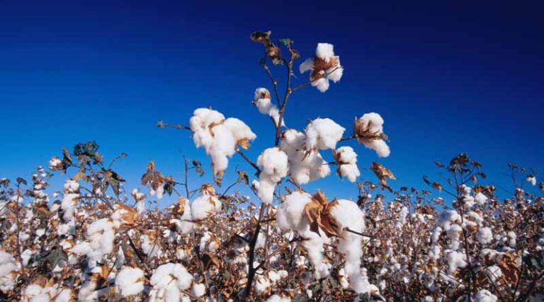 Join us for the Bayer Cotton Grower of the Year Field Day!