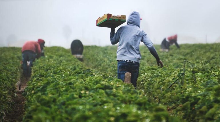Brazil Hits Record High in Pesticide Approvals in 2024