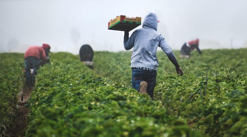 Brazil Hits Record High in Pesticide Approvals in 2024