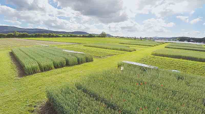 40 Years Of Organic Farming: Strong For Soils And Efficient