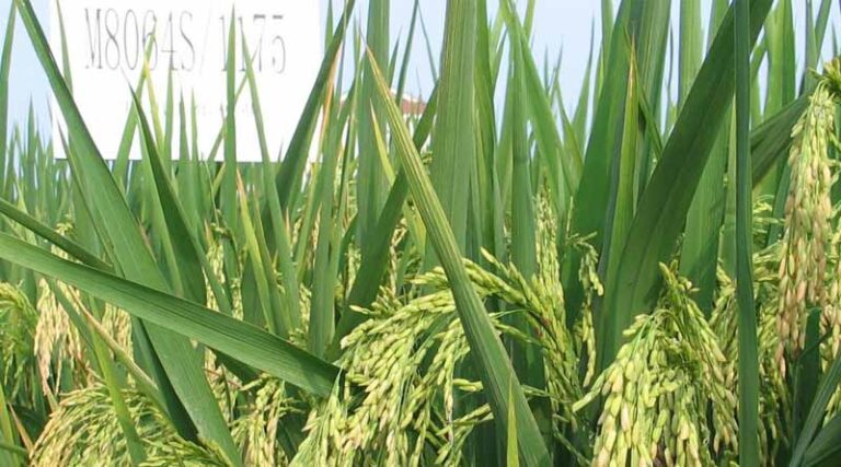 Hybrid Rice + Innovations: A Path Forward For Climate-smart Agriculture