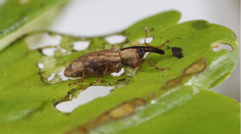 CABI Supports Weevil Release To Help Control Floating Pennywort In The Cam Washes