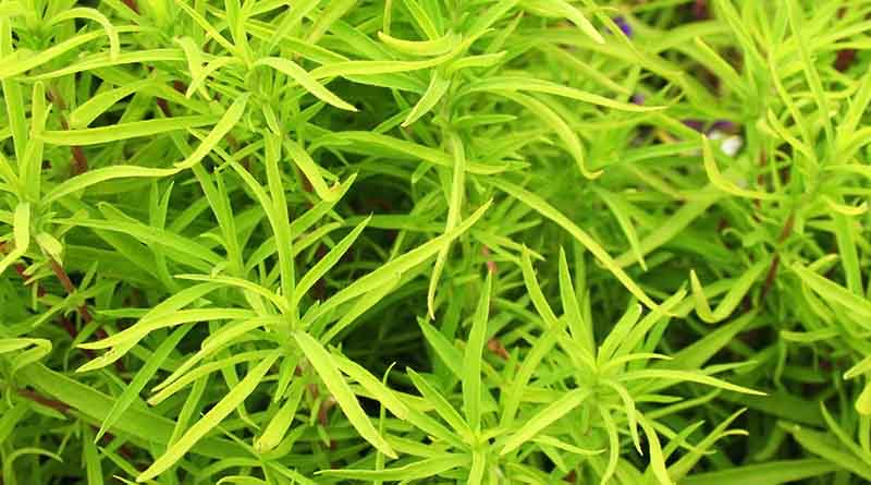 K-State Weed Specialist Shares Tips On Controlling Early-emerging Kochia