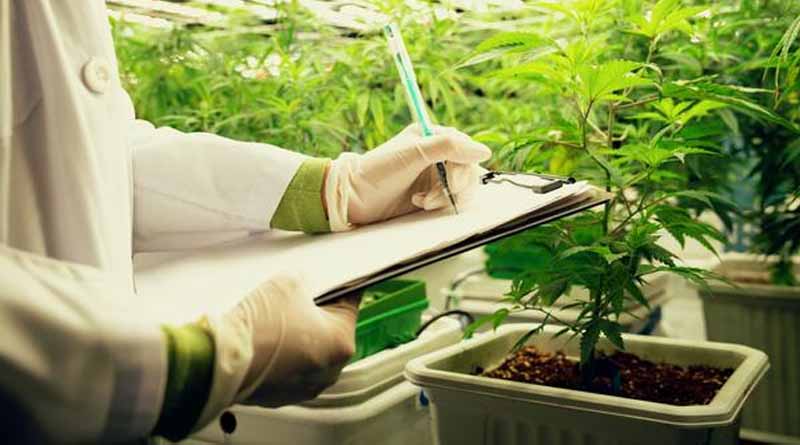 Detect And Protect: Implementing A Cannabis Plant Testing Program