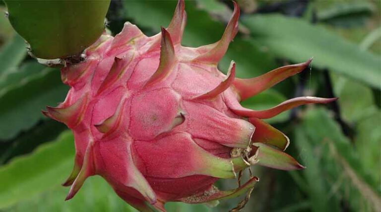 Dragon Fruit Now on e-NAM, Govt Adds 10 New Commodities for Trade
