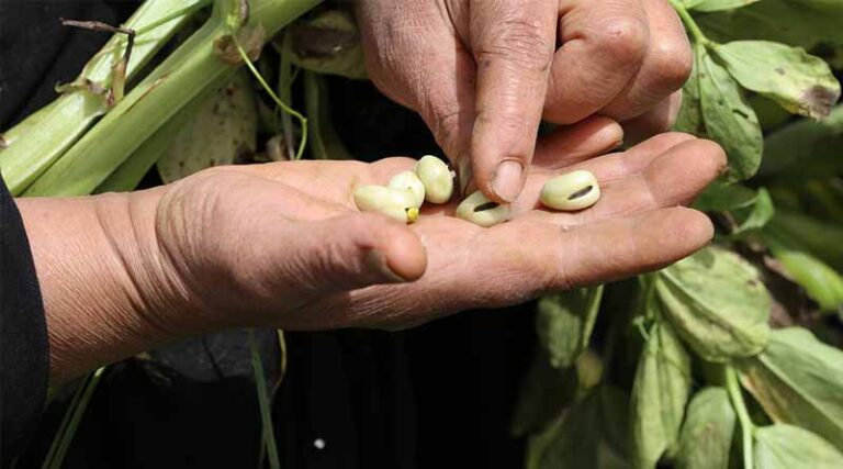 Great Expectations for the Humble Bean