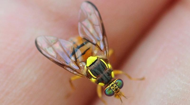 Horticulture New Zealand Welcomes Lifting Of Fruit Fly Movement Controls