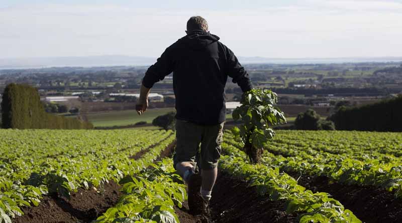 Making It Easier To Grow Vegetables Critical For New Zealand