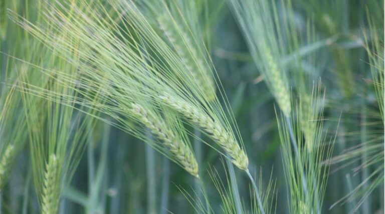 New Study Shows There Are Many Ways To Build A Barley Plant