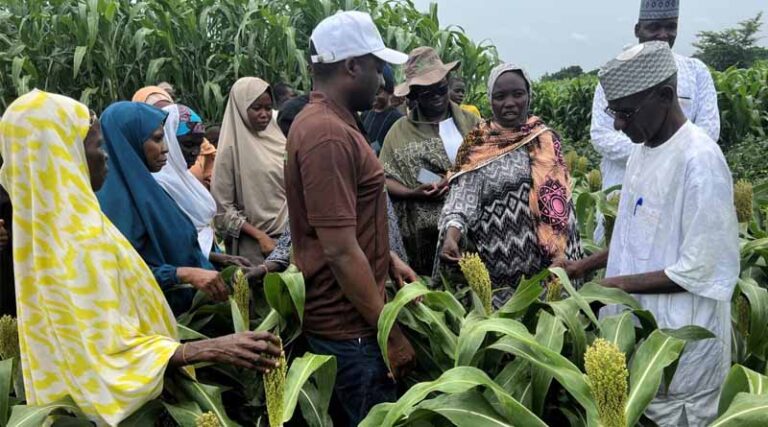 Transforming Nigeria’s Sorghum Seed System With The FCMSS Approach
