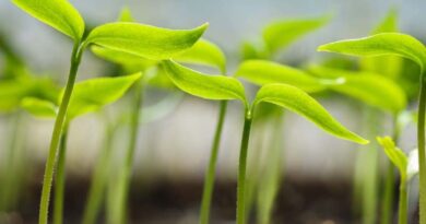 Growing Media in Horticulture