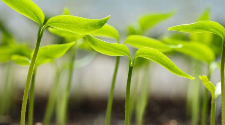 Growing Media in Horticulture