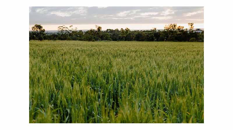 Excellent Weed Control Seen In Wheat Helping Pulse Phase