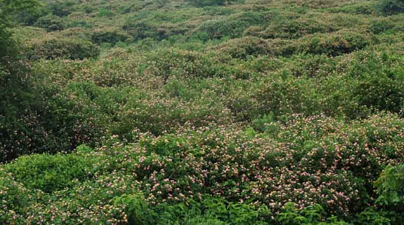 DNA Barcodes And Citizen Science Images Map Spread Of Biocontrol Agent For Control Of Major Invasive Shrub