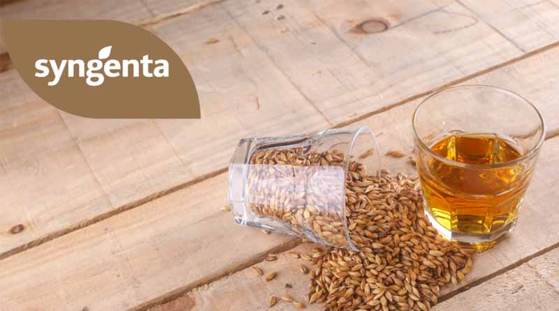 Achieving The Requirements Of Different Malting Barley Markets