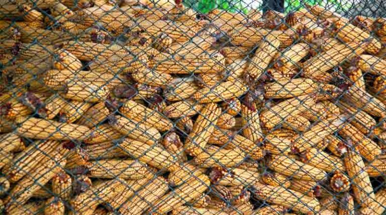 Benchmark For World Food Commodity Prices Down In January