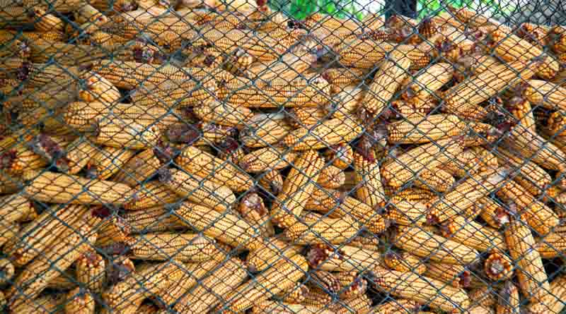 Benchmark For World Food Commodity Prices Down In January