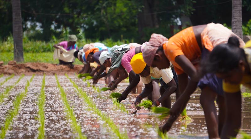 Government Extends Provisional Registration Period for Biostimulants Under Fertilizer Control Order
