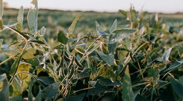 Brazil Reports 118 Cases of Soybean Rust, Below Historical Averages