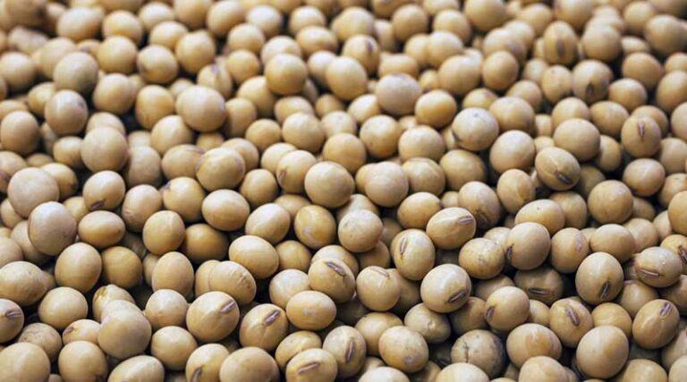 SOPA urges Centre to protect Indian farmers' interests in India-USA trade talks