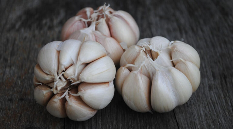 Garlic Farmers in Chamarajanagar Hit Hard by Price Crash