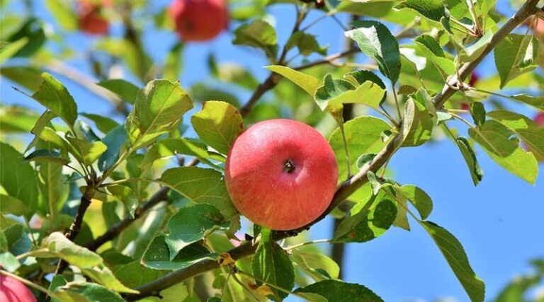 Affordable High-Yield Apple Plants to Boost Himachal Farmers' Income