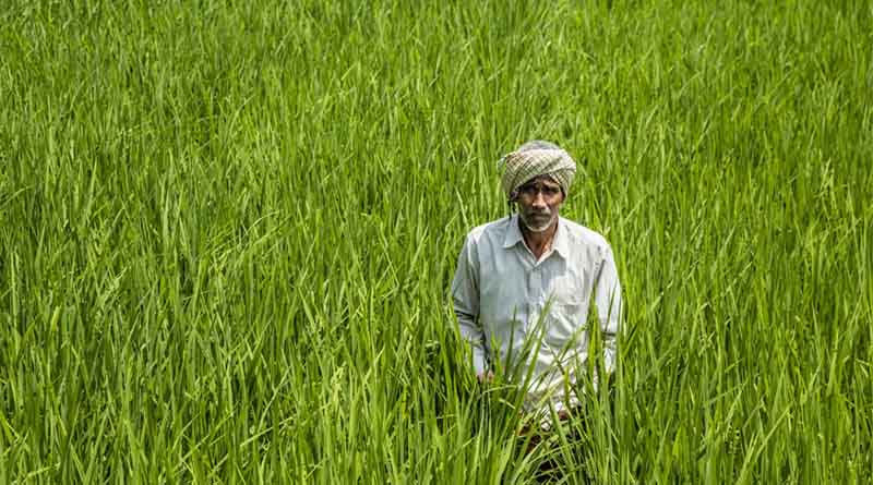 Haryana Government Introduces Strict Penalties for Sale of Substandard Seeds