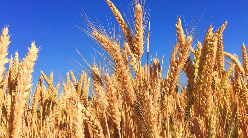 India Achieves Record Agricultural Output in 2024-25: Government Releases Second Advance Estimates