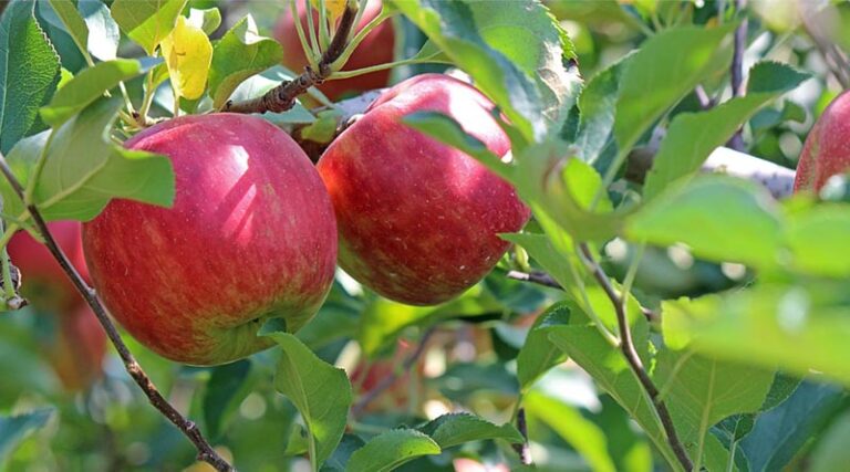 Kashmir Apple Growers Worry Over Potential Import Duty Reductions