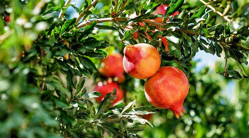 Pomegranate Farming Thrives in Kutch Against All Odds